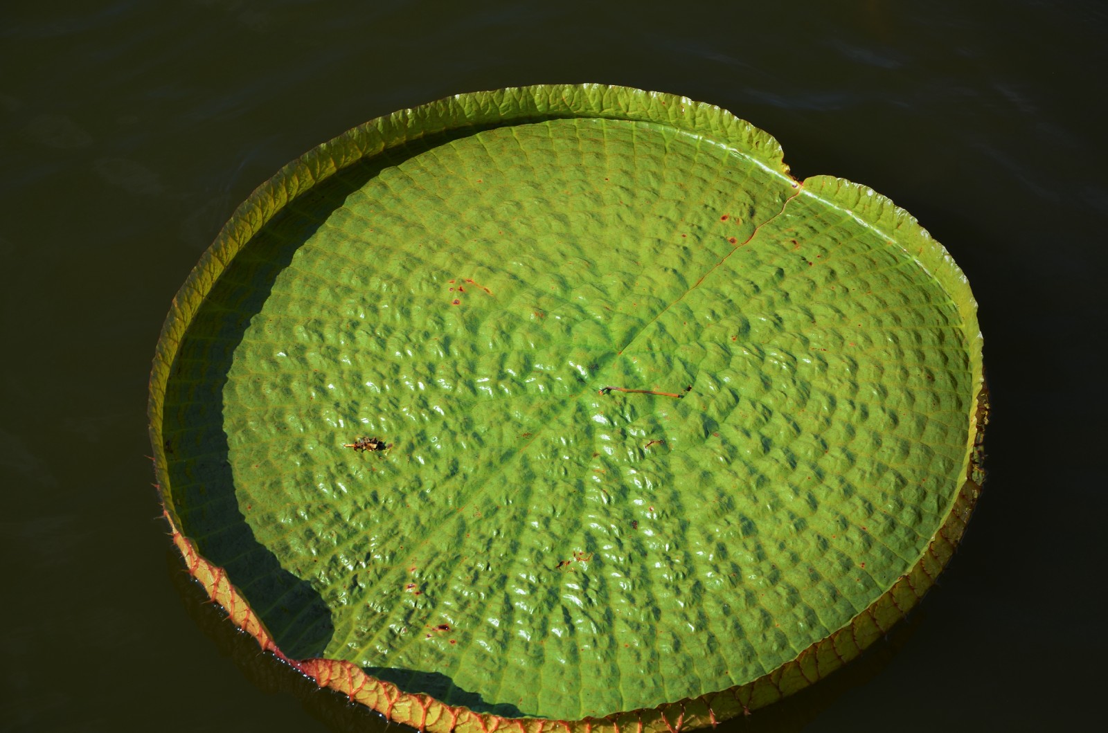 1850年,一株观赏植物被带回英国,它开启了英国式...