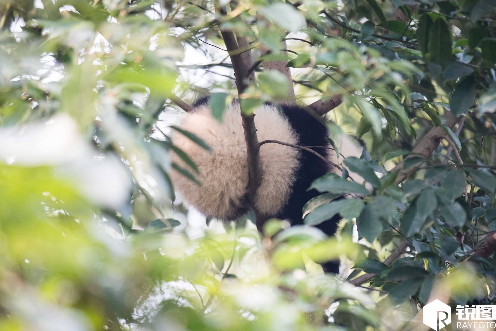 午后的熊猫基地里,十三只熊猫里十二只在睡觉