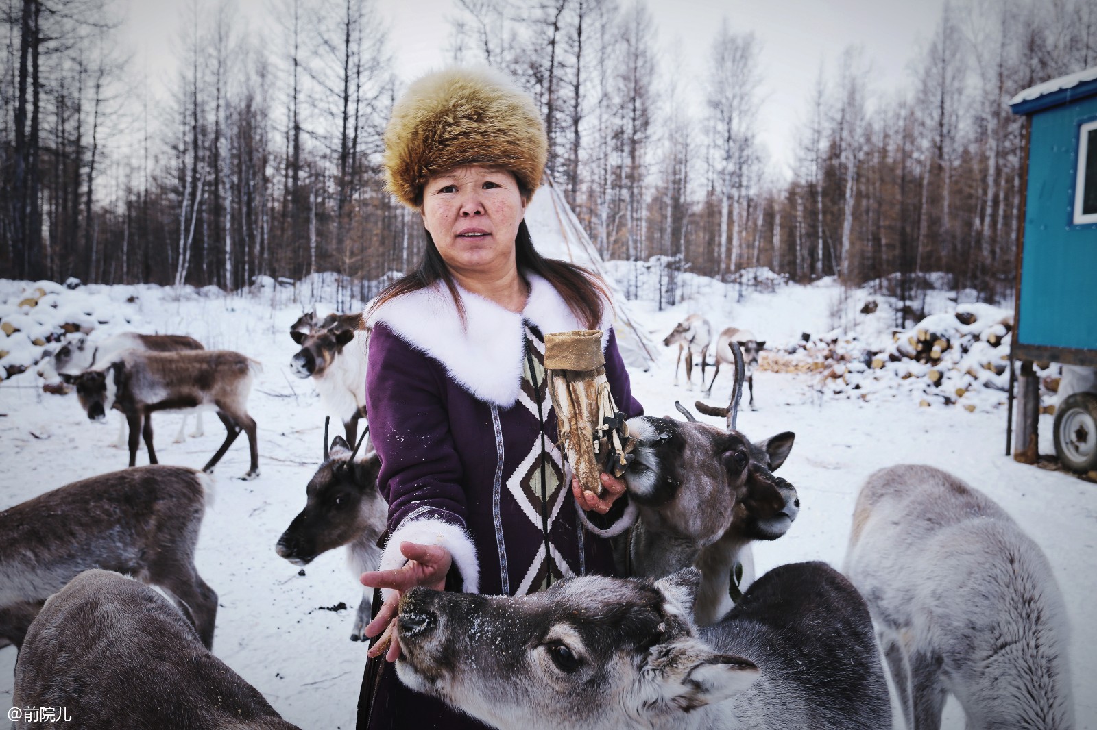 隐归山林的鄂温克族人口仅3万,中国最后"使鹿部落"将何去何从
