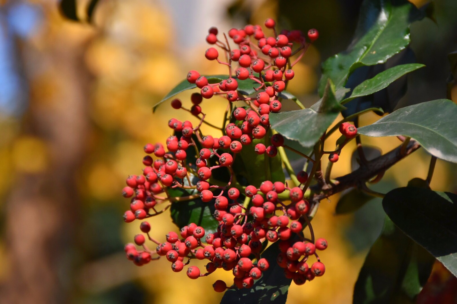 球花石楠 新浪网