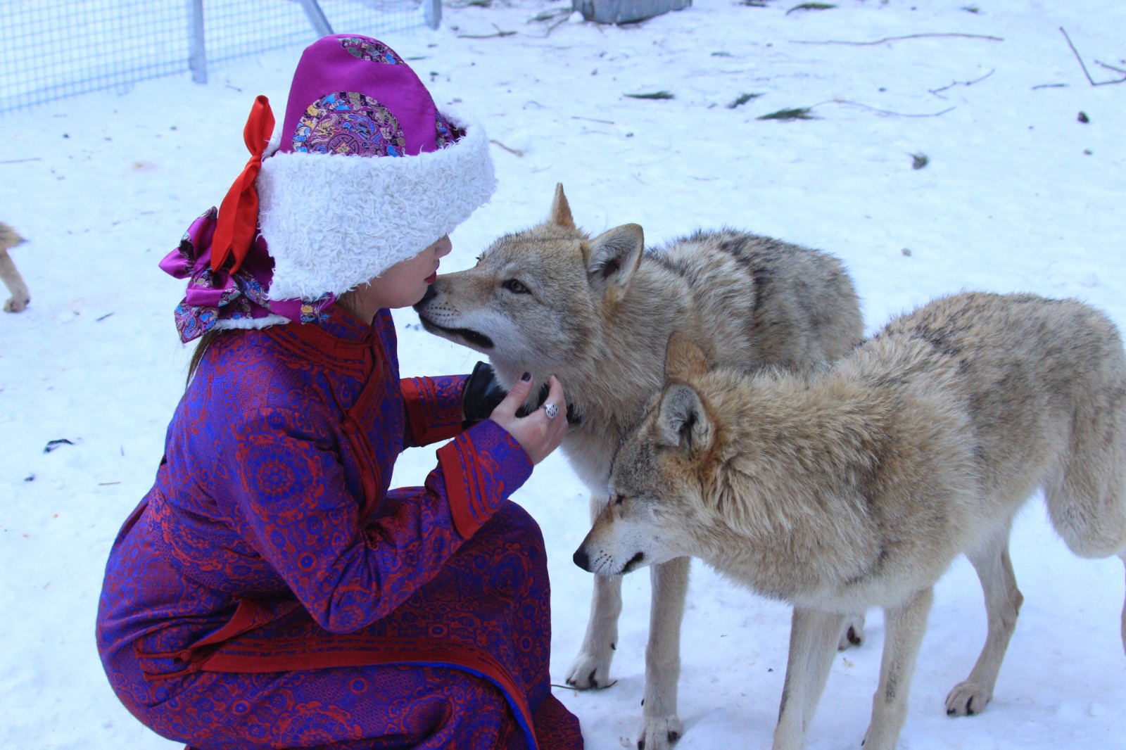 内蒙90后美女养30多只狼, 与狼为伴被咬伤数次