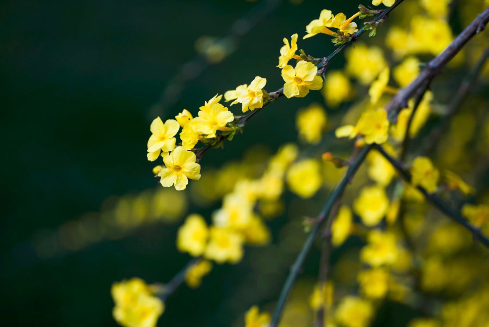 植物百科（三十五）迎春花|云南|迎春花|卵形_新浪新闻