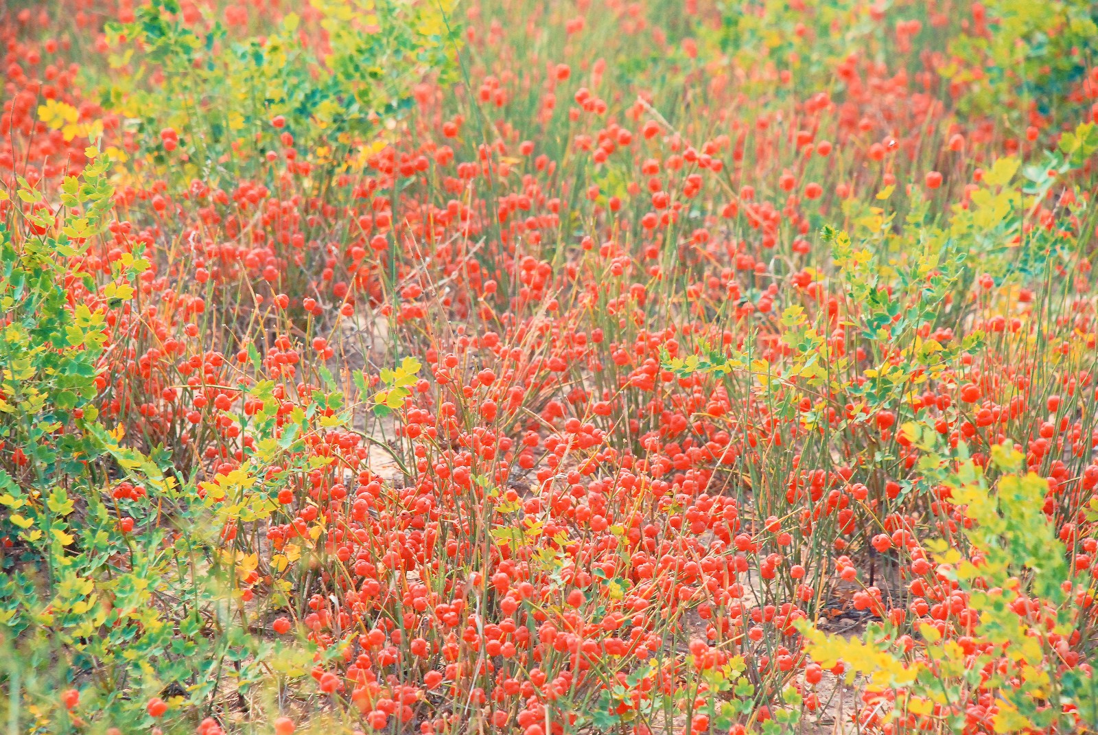 有一种药材叫麻黄，有一种山果叫麻黄果，也许多年后它只在记忆中