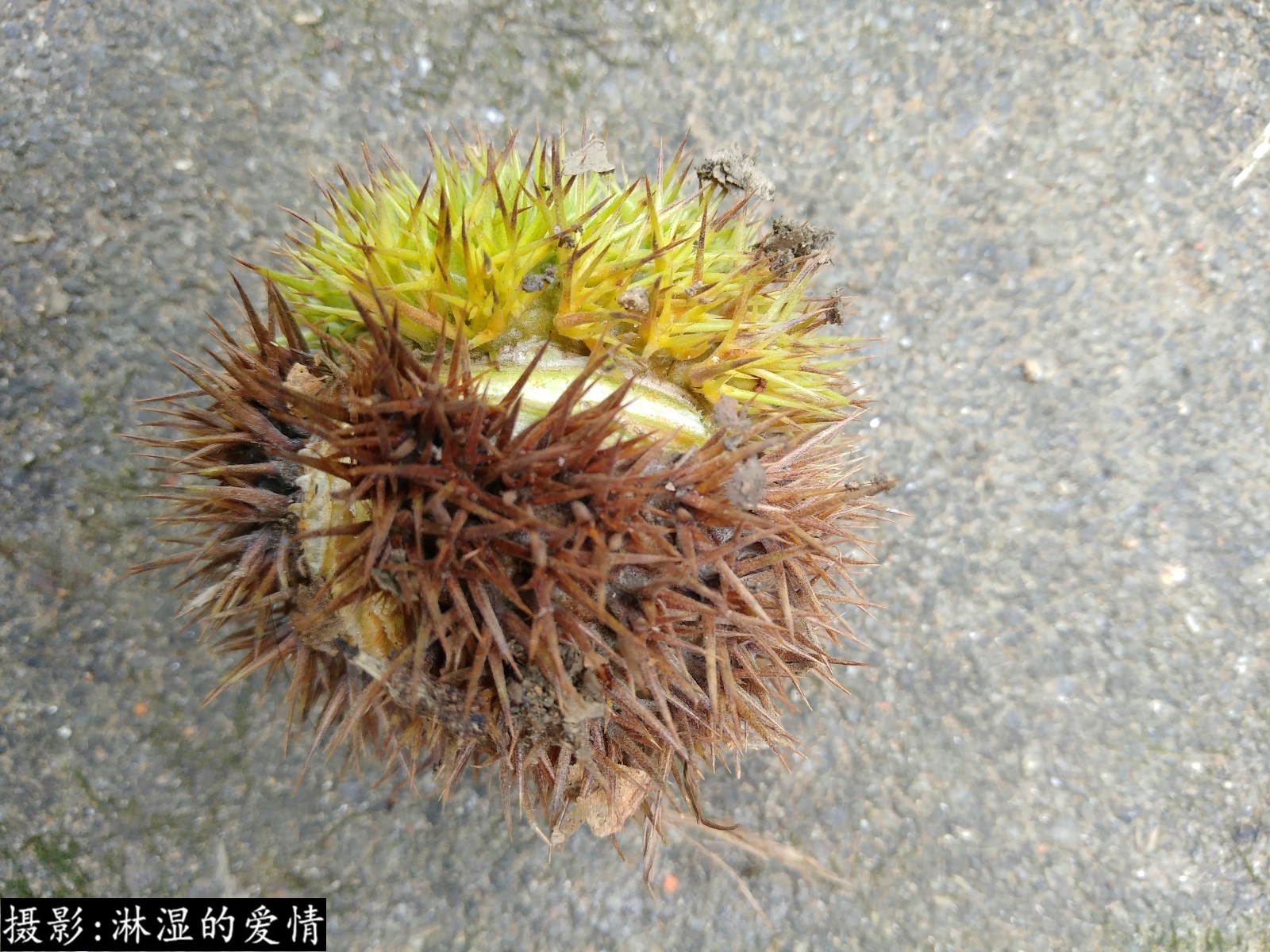 这种带刺的东西在农村是一道地道的美食,味道极好,你吃过吗?