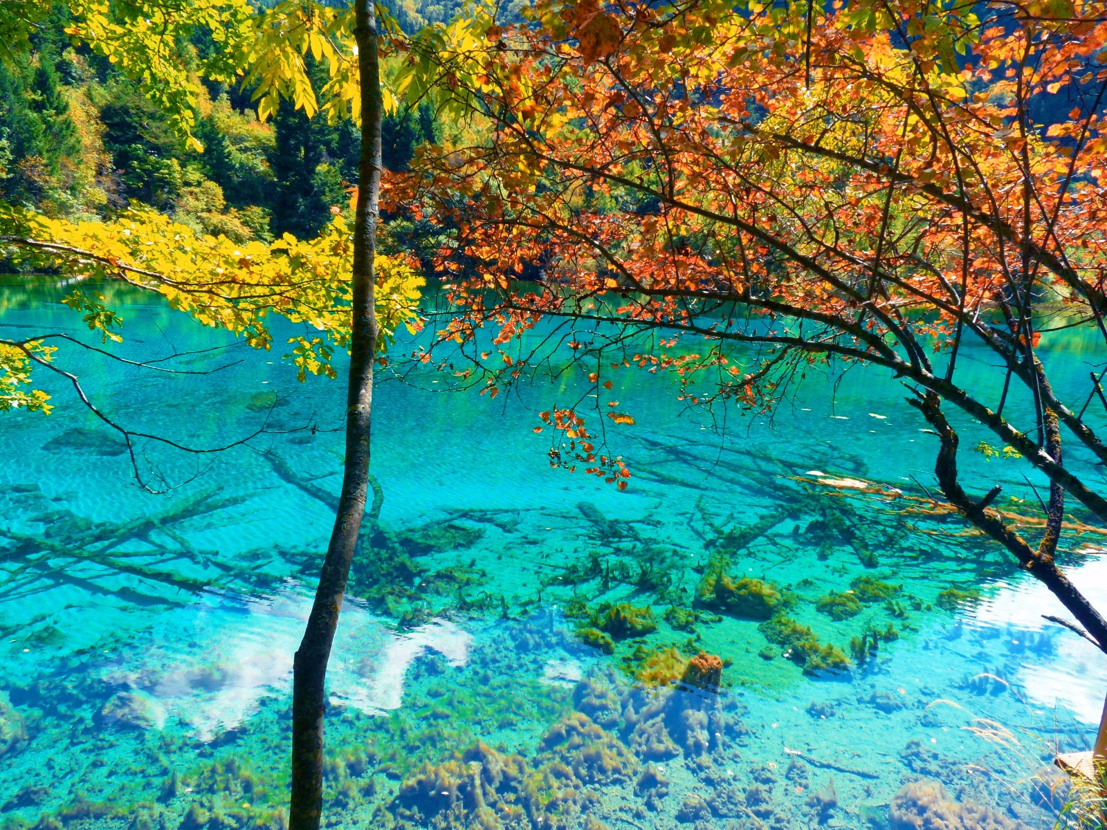 九寨黄龙沟风景美如画,蓝色的水,五颜六色的树(一)