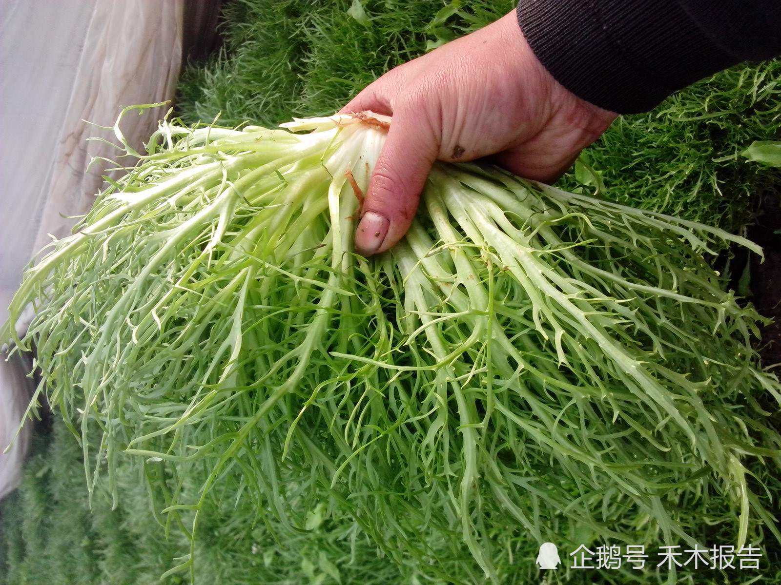 农村地里的“假萝卜”, 是制作青芥末的原料, 有抗癌的作用