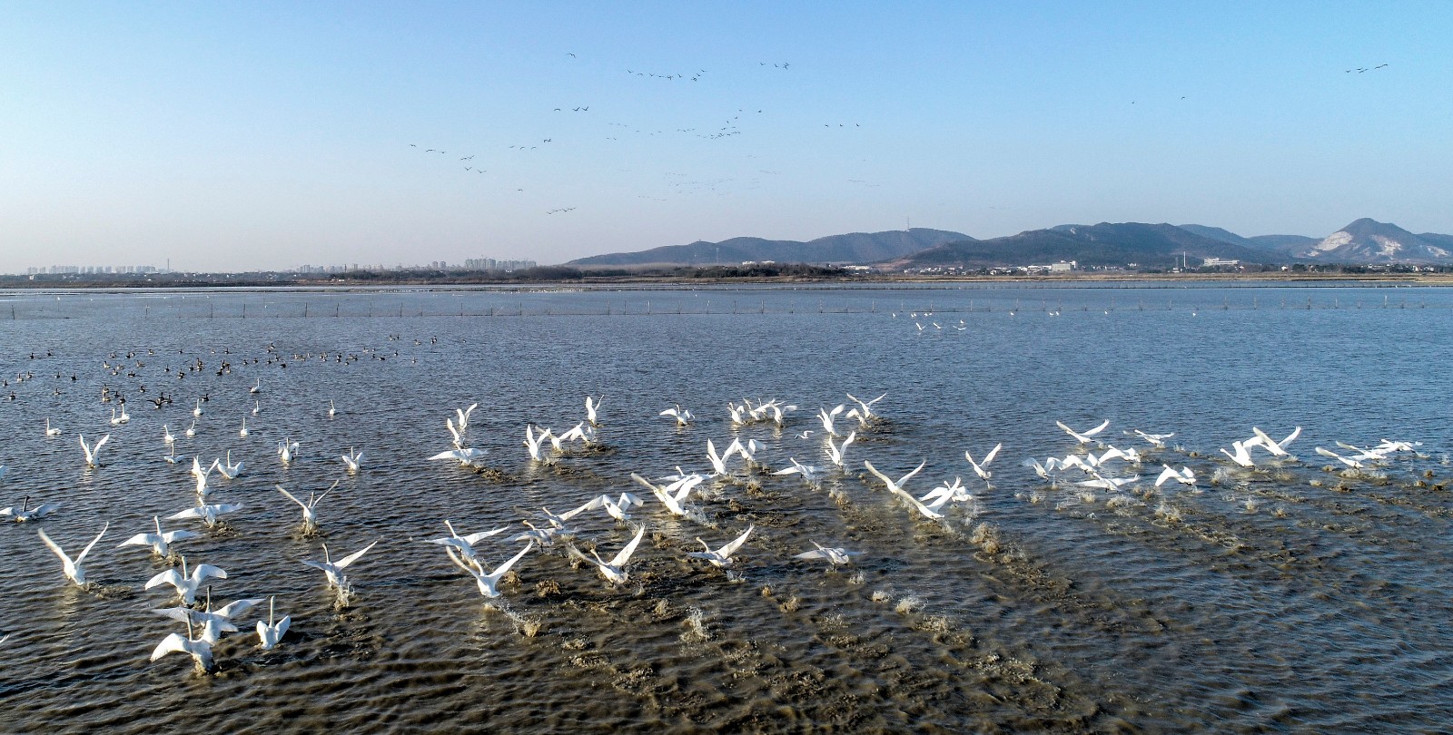 安徽庐江:天鹅恋上黄陂湖 候鸟冬闹一湖水