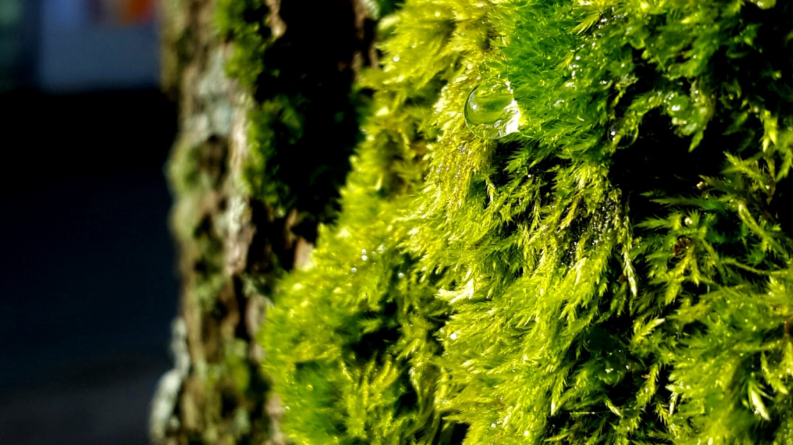 上山赏苔藓：日本人的古怪爱好背后...