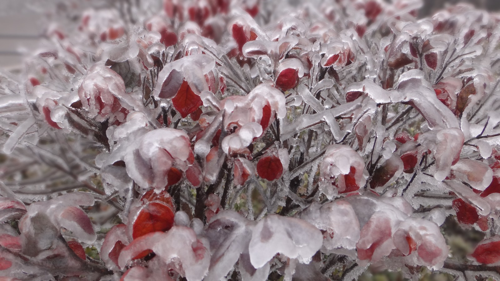 2018年张家界第二场雪景来了,看景区雪景你在