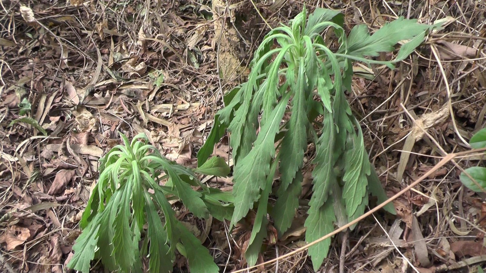 农村随处可见的野草,药用价值非常高,对风湿骨痛非常有效