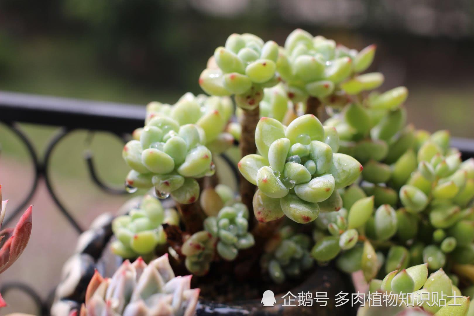 认真总结之劳尔3年的变化谈谈我的多肉植物养护经验