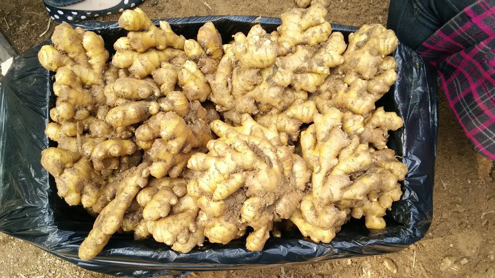 激光这样用,皱纹生姜坐车做能带,70岁难有美白,不学好过猪肉效果不图片