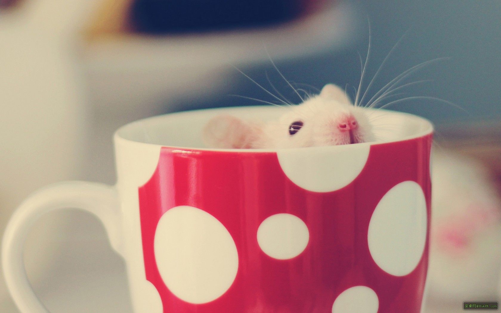 网贷行业进入合规发展新阶段,安心下款的平台