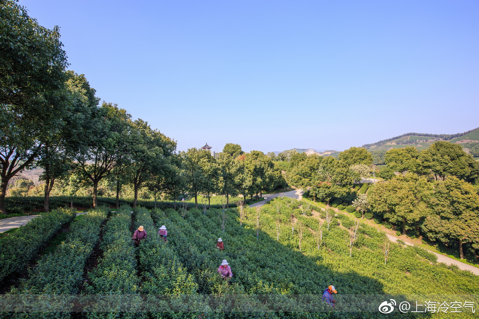历史悠久的太华茶,领阳羡茶之鲜_新浪看点
