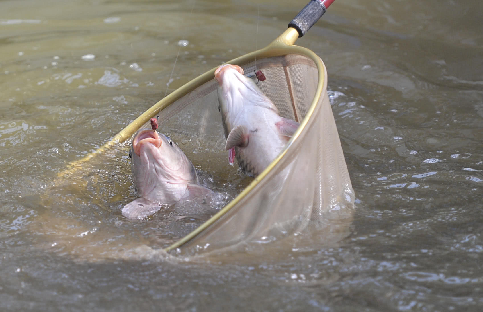 鱼也会双飞!老钓手一杆钓上两条大鱼