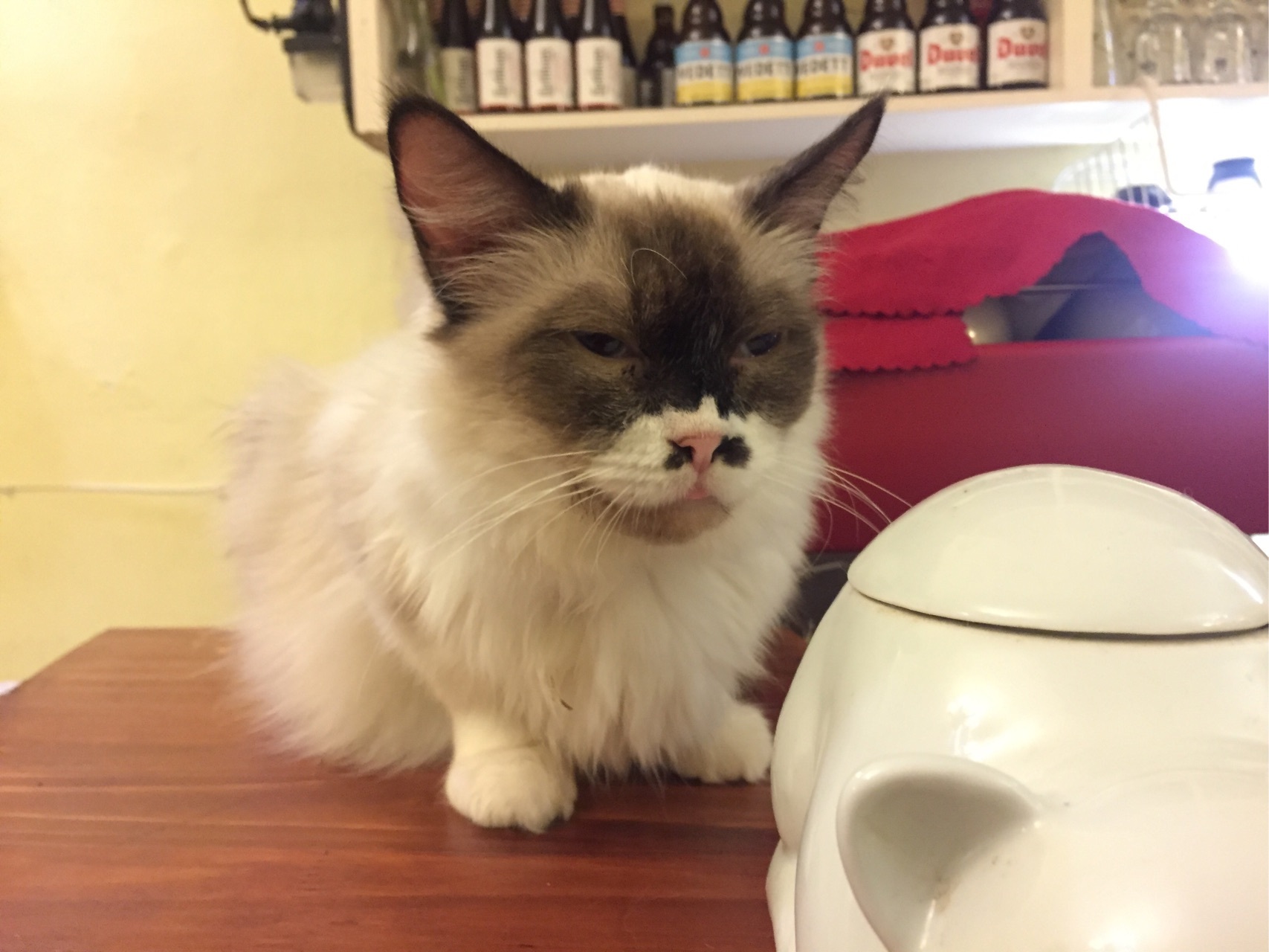 做一只丑猫知道自己丑吗?原来它们是这样想的