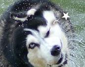 哈士奇斗图表情包,二哈恶搞表情包,感觉自己萌萌哒!