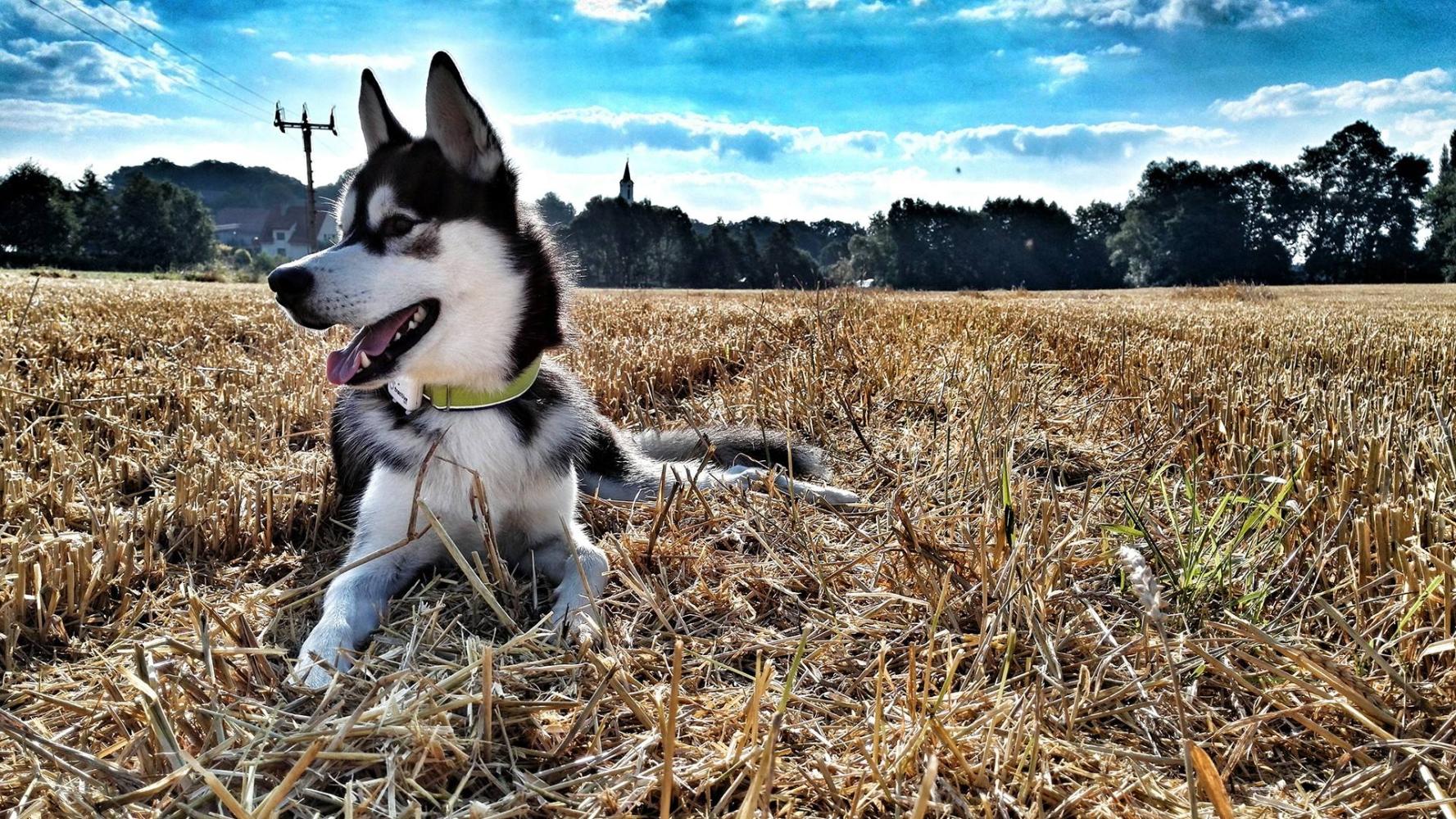 西伯利亚雪撬犬是和狼的血统非常近的犬种