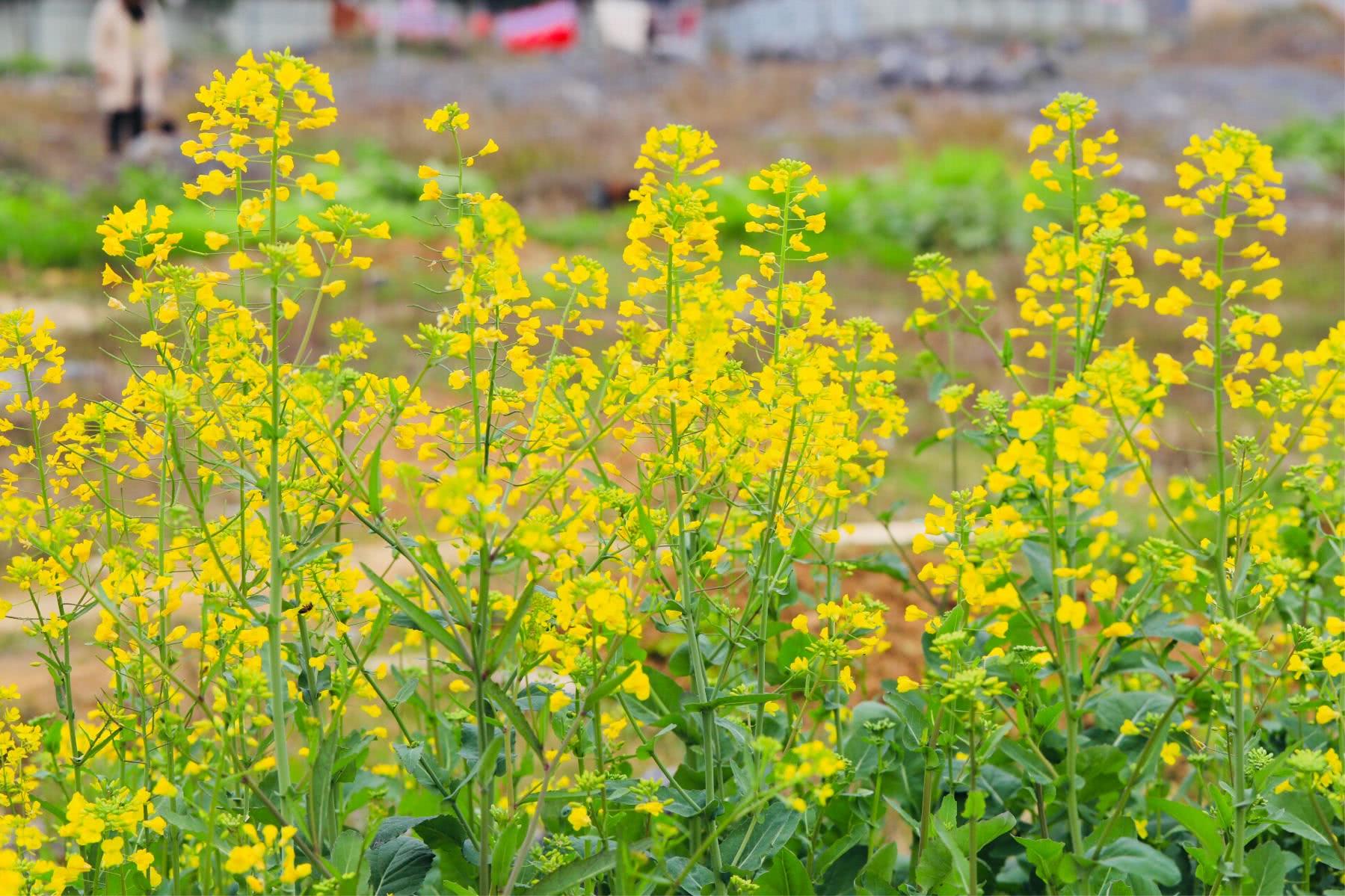 油菜花,黄色的海洋
