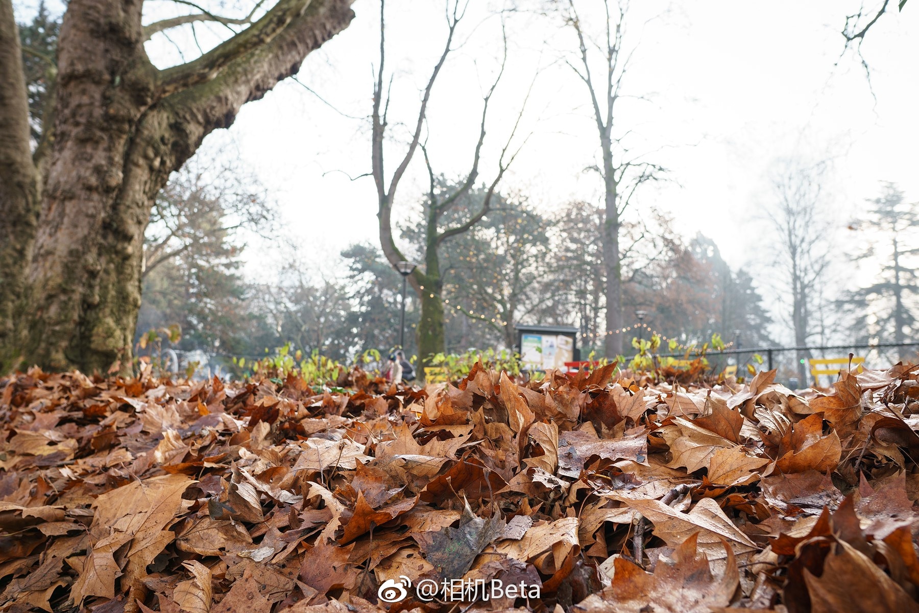 适马16mm F1.4 DC DN索尼E卡口镜头实拍样