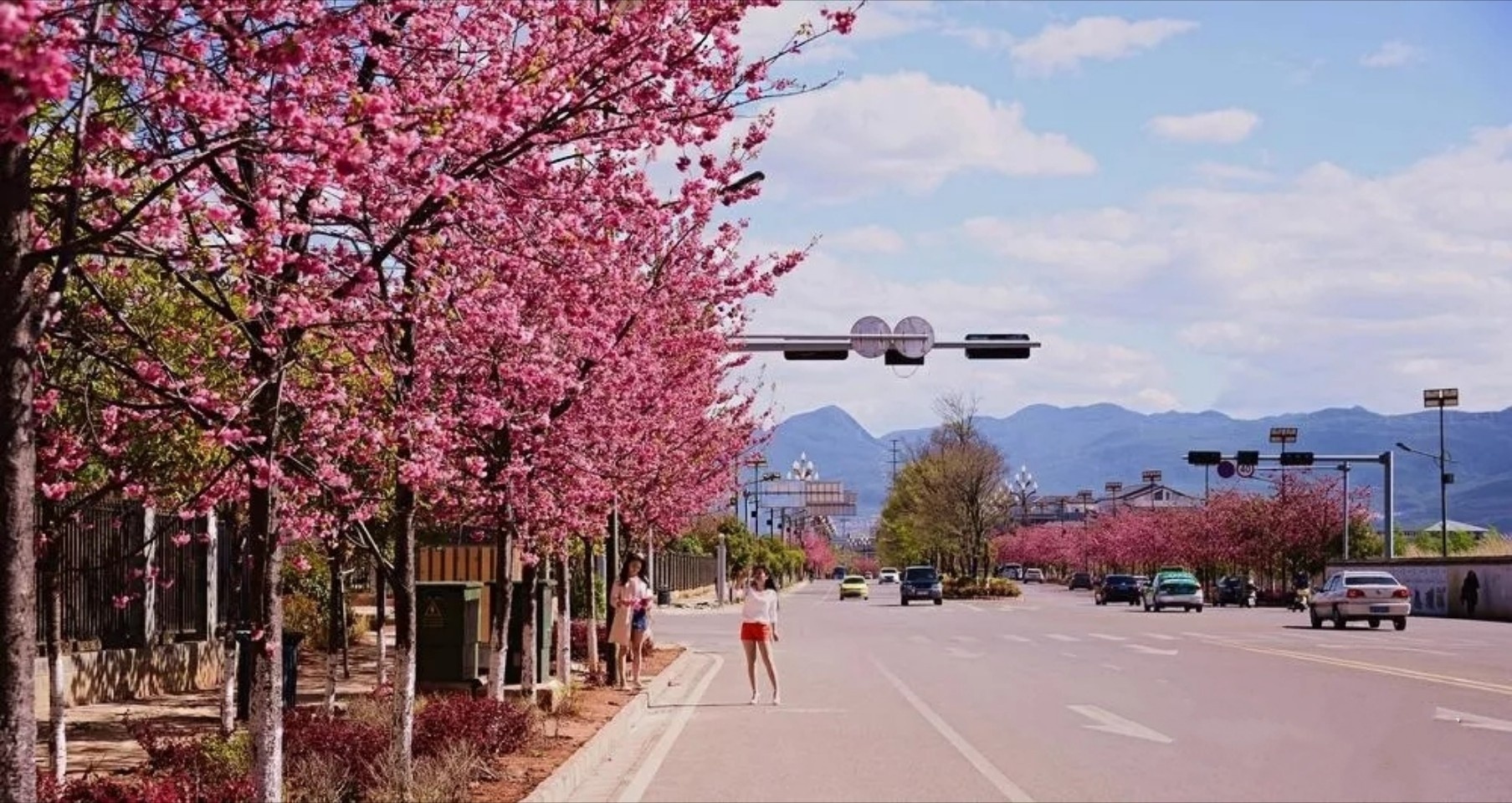 樱花大道对于不少游客而言,怕是知之甚少。不