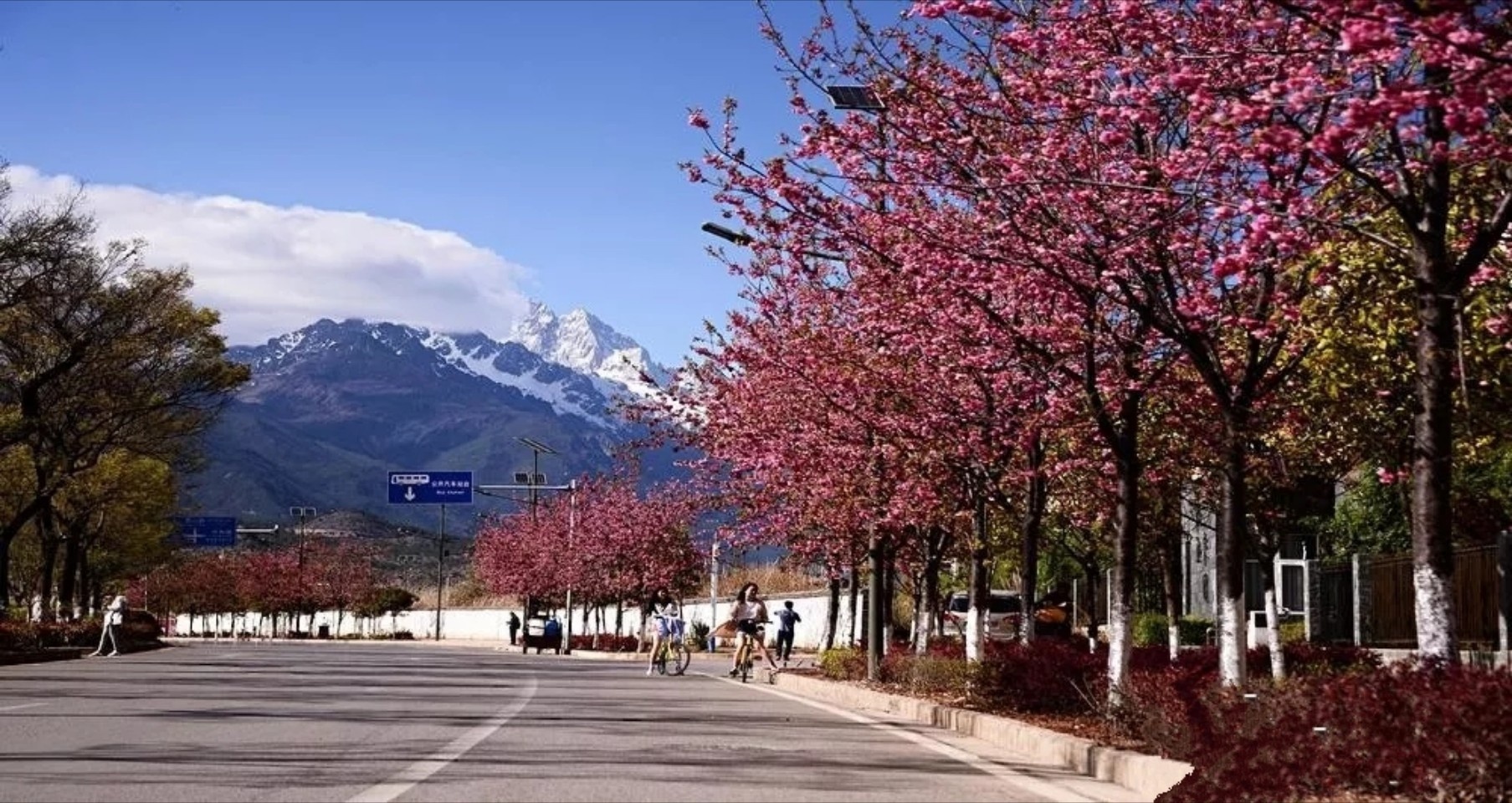 樱花大道对于不少游客而言,怕是知之甚少。不