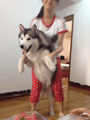 二哈,不是你智商不够,是你的主人也是逗逼.