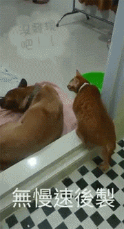 狗子打架输了闷闷不乐,喵居然这么会看脸色!