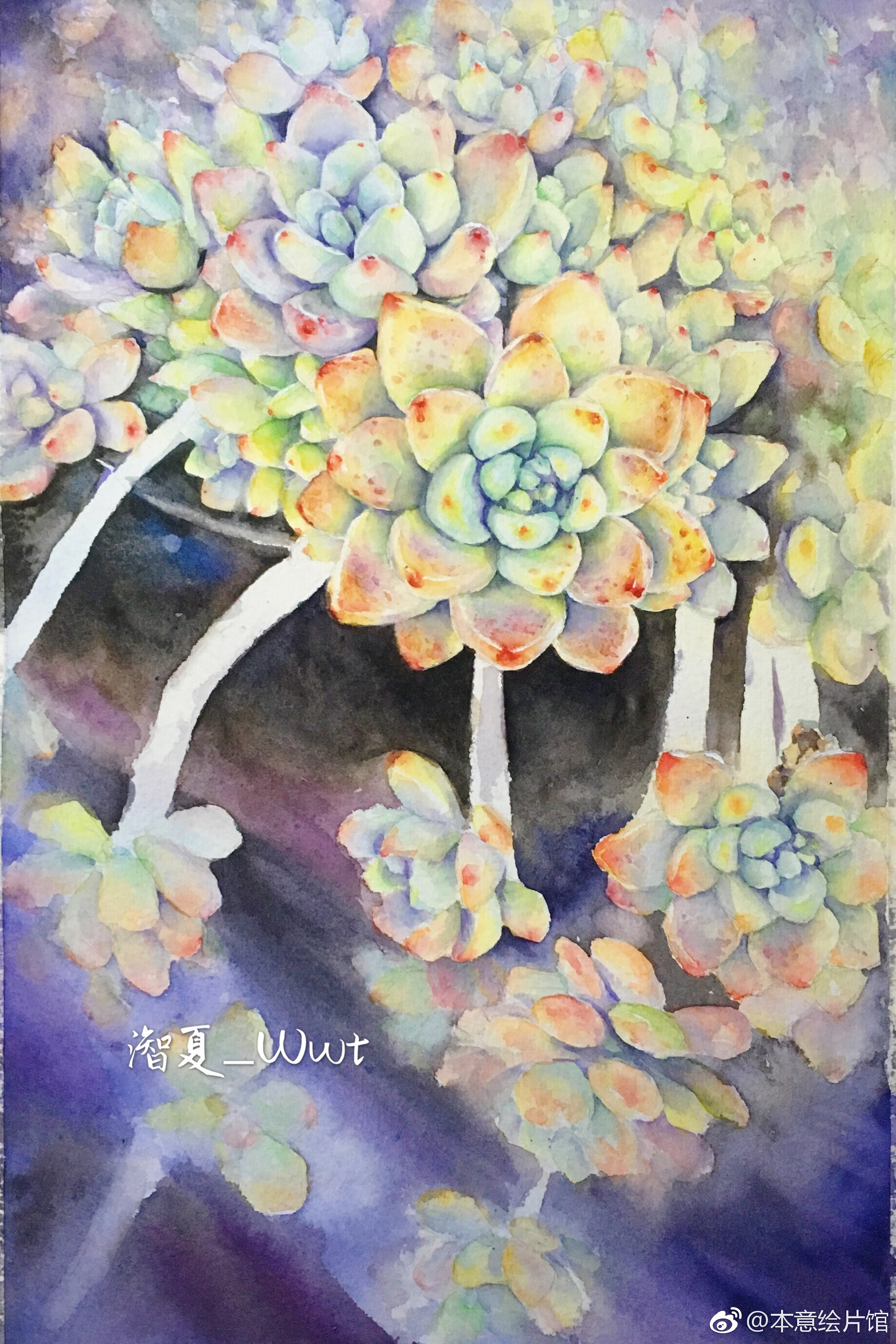 多肉植物凝脂莲 绘画