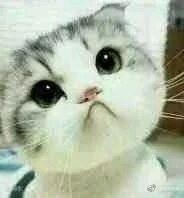 网上超火超萌猫咪表情包