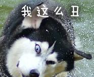 哈士奇斗图表情包,二哈恶搞表情包,感觉自己萌萌哒!