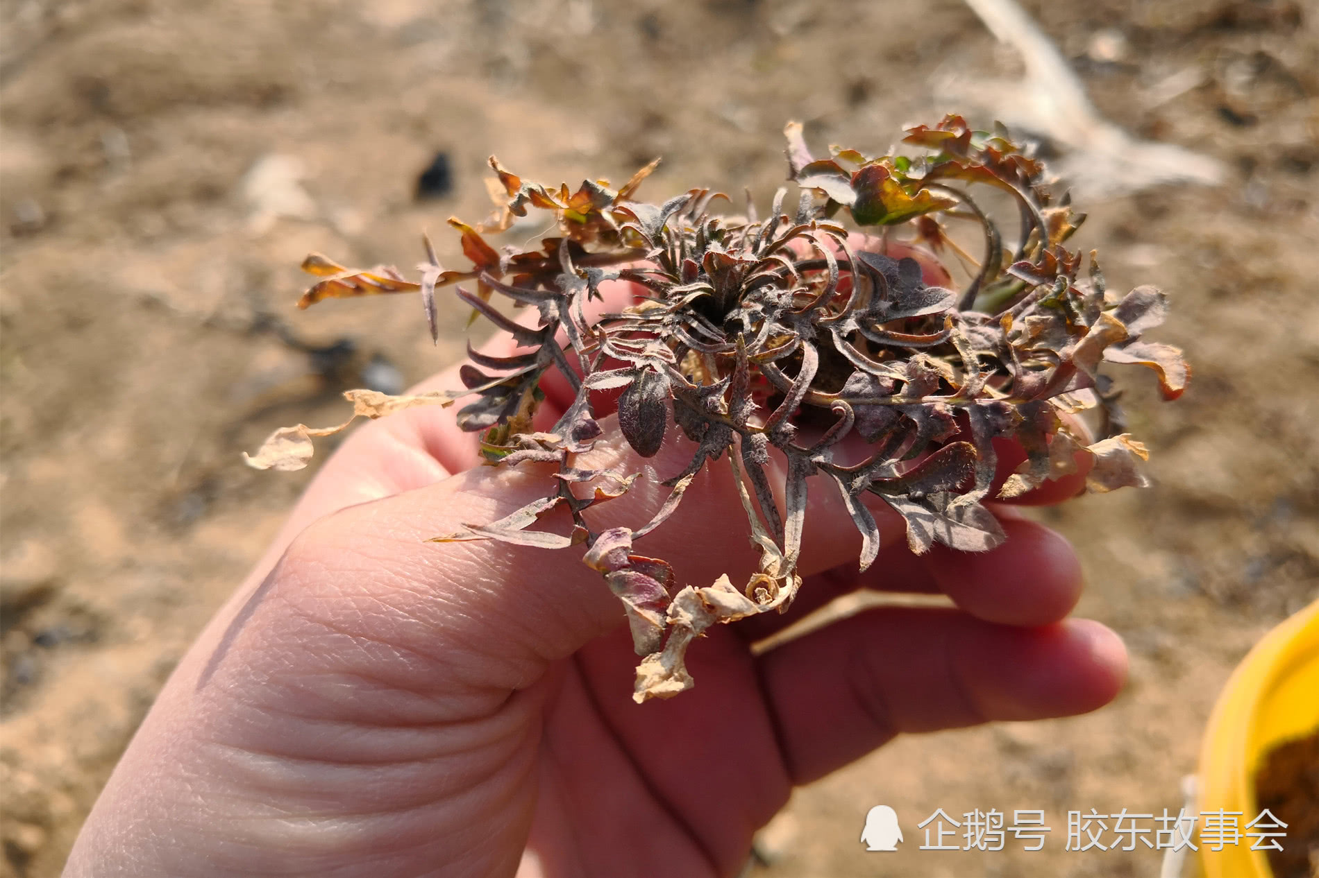 天气变暖,烟台栖霞农村妇女已经开始下地挖荠菜了