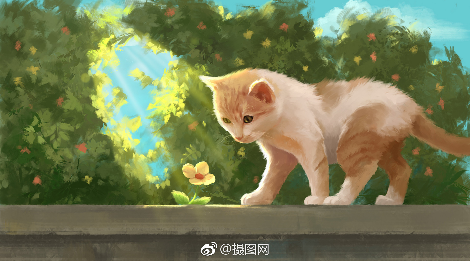 还有什么是一只猫治愈不了的呢,如果有,那就两只.