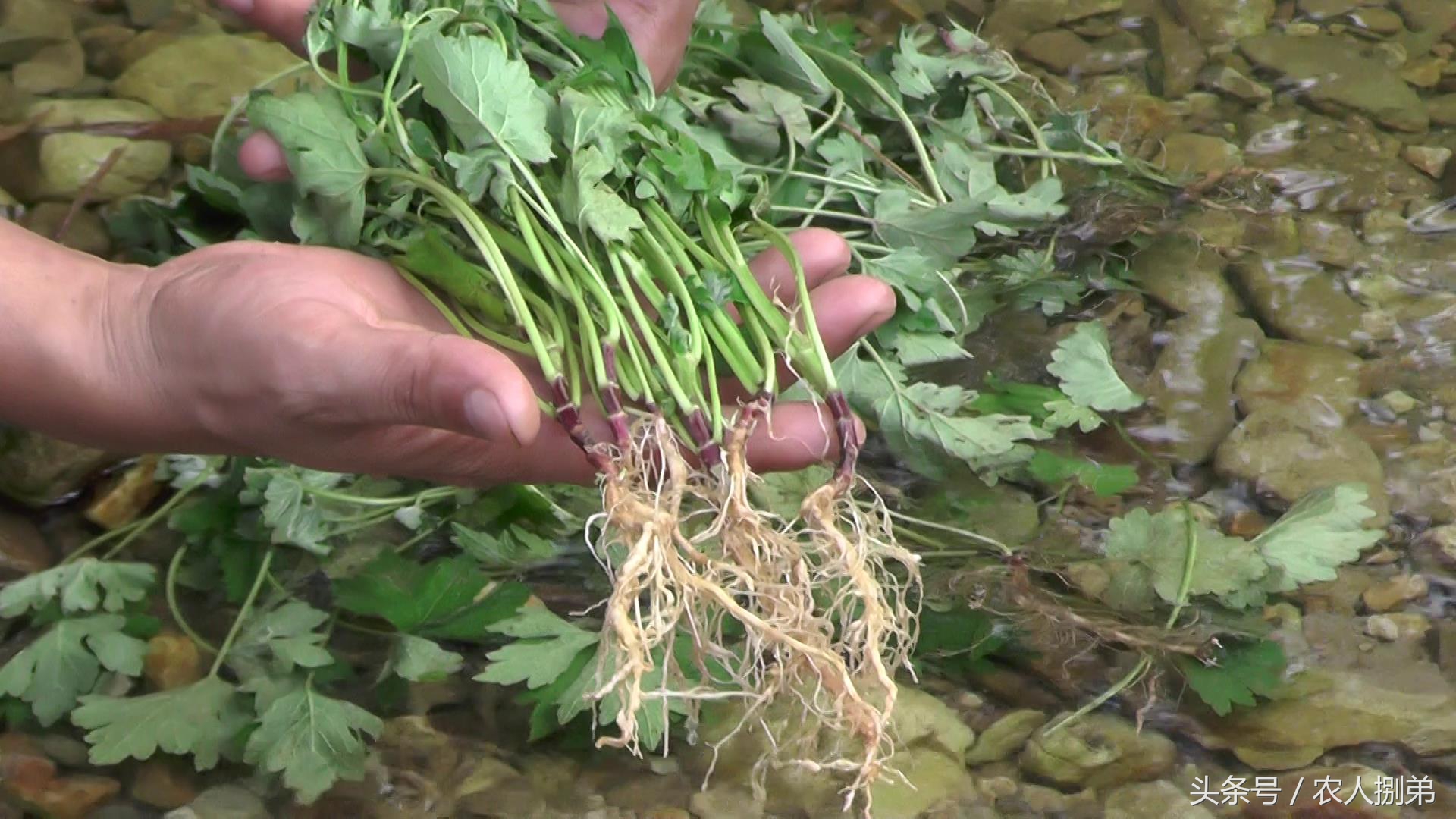 女人十月怀胎不容易,产后妇科病真多,农村女人