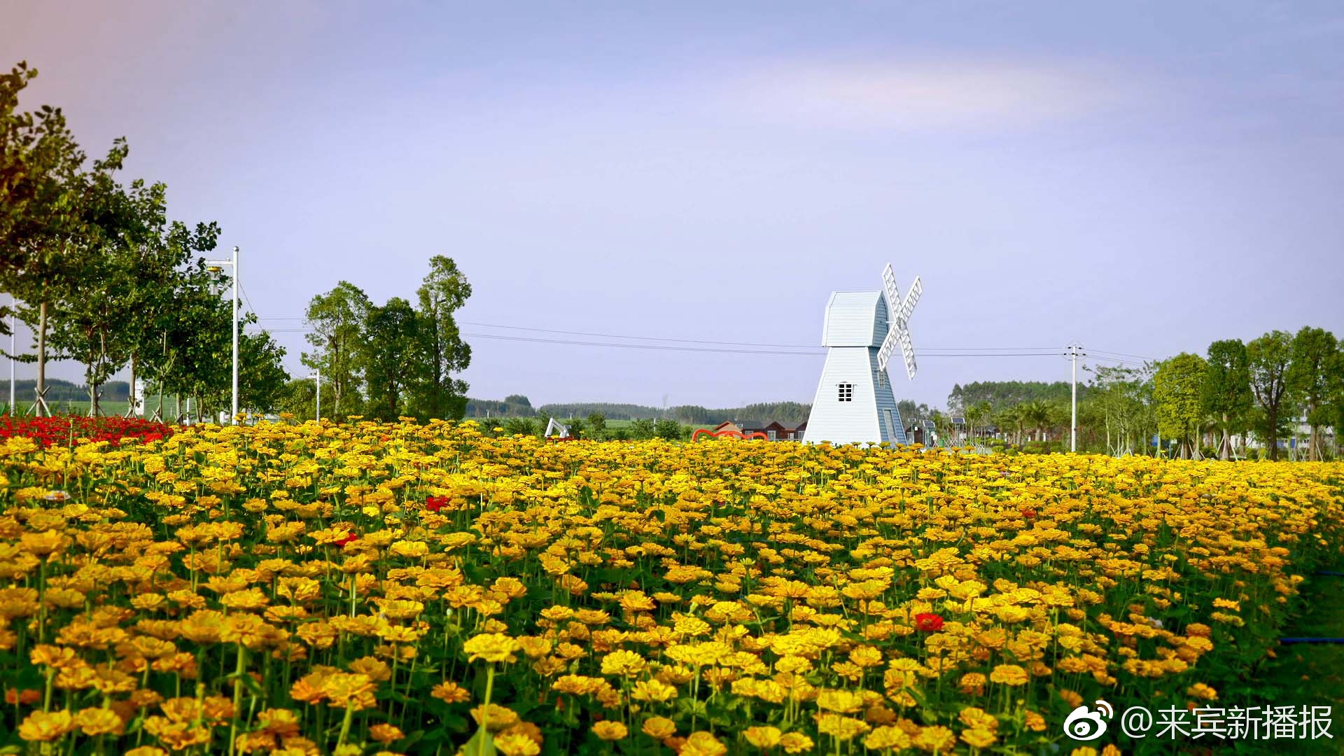 来宾金凤凰“飞入”首批国家农村产业融合发展示范园