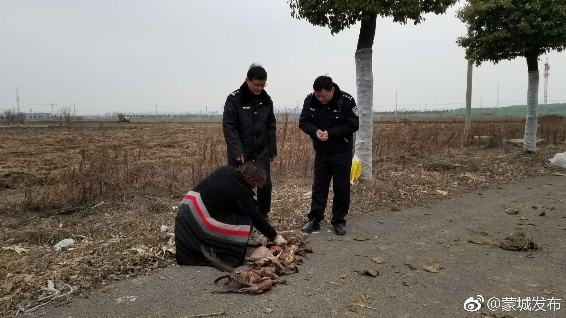 蒙城一个体经营户涉嫌违法销售野生保护动物和