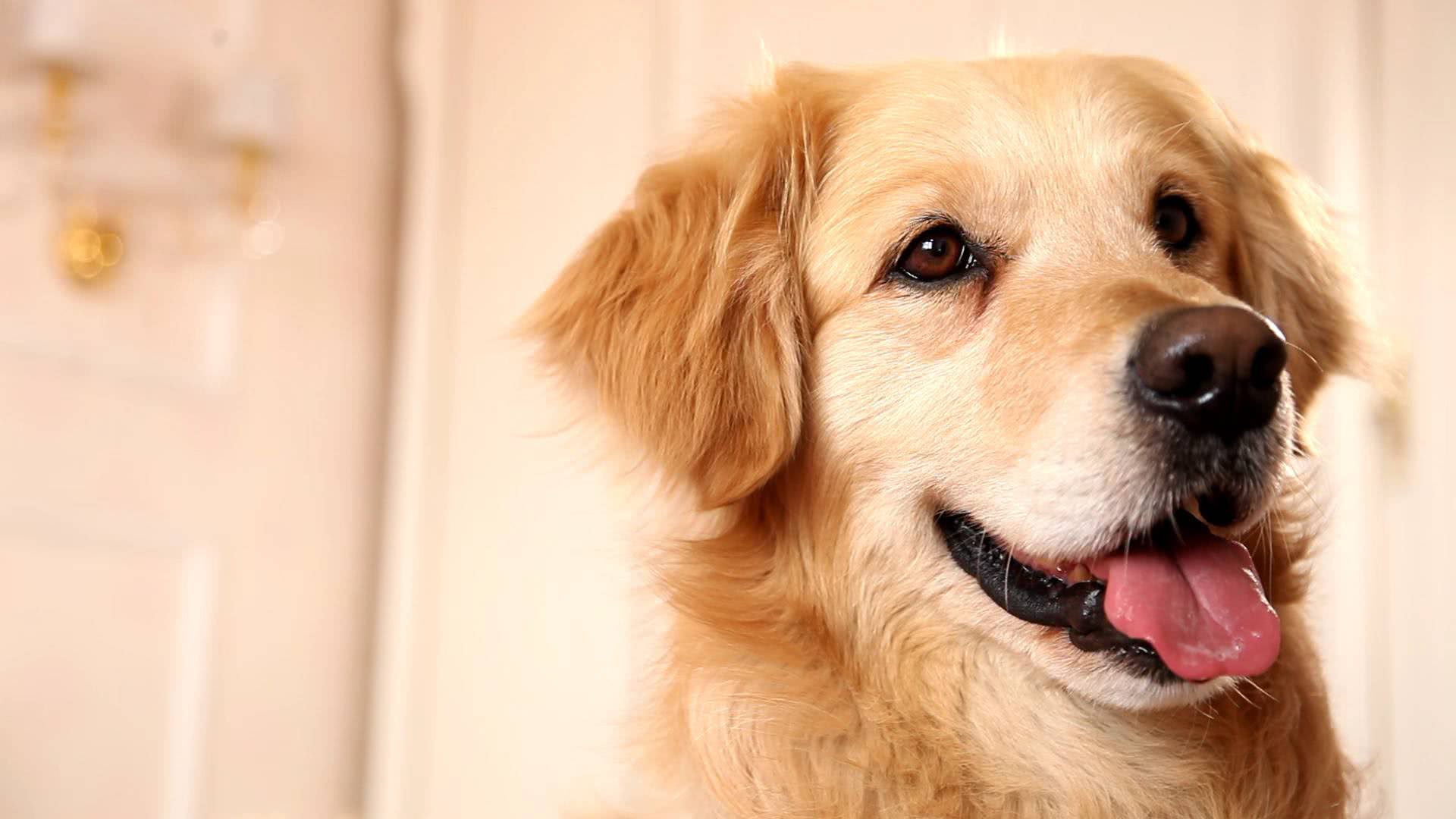 老人要抛弃养了5年的金毛,金毛的一个动作,让老人痛哭不已!