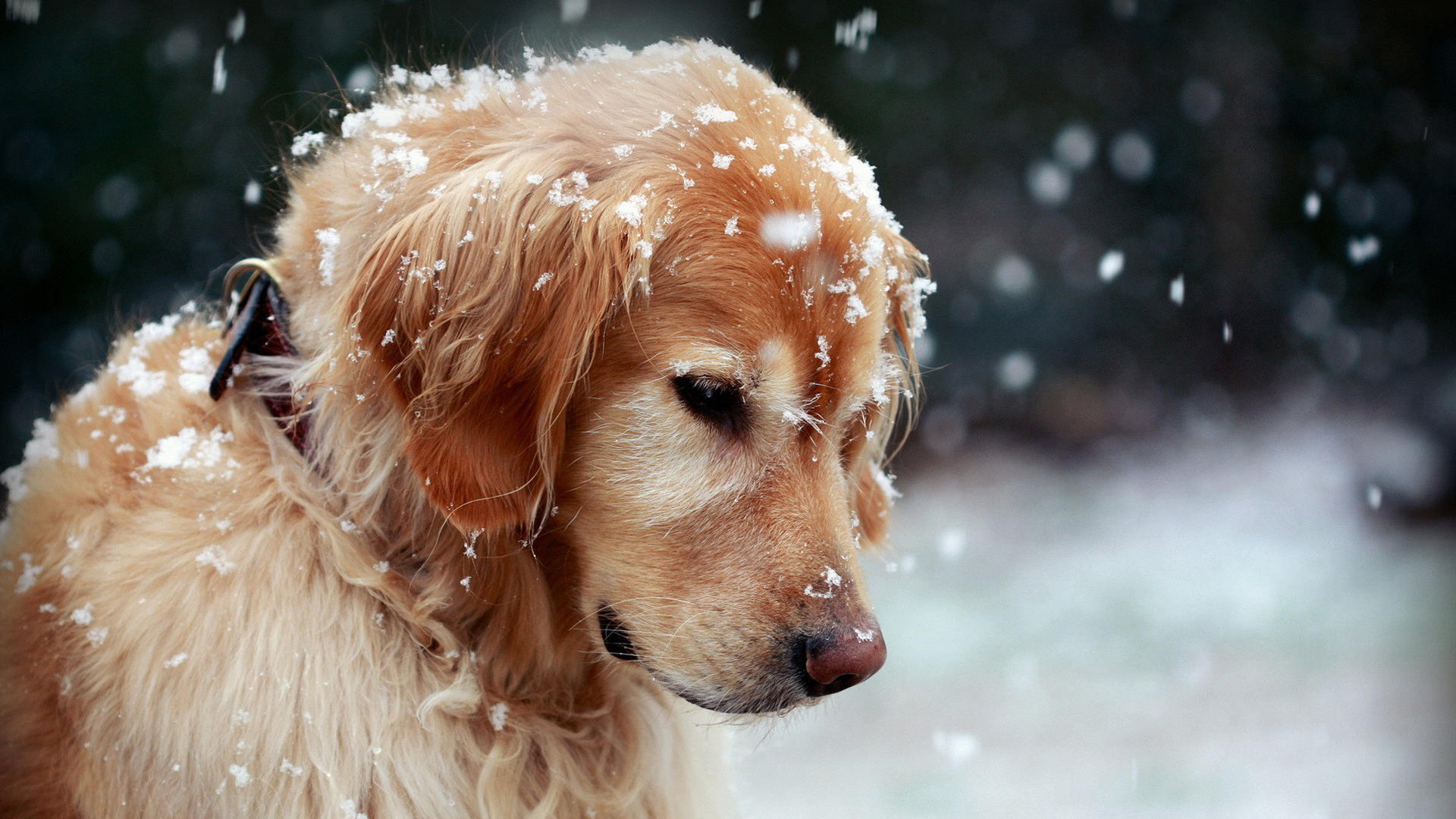 搬家住了三个月,半夜却被大金毛敲门惊醒,竟然是上一户丢弃的!