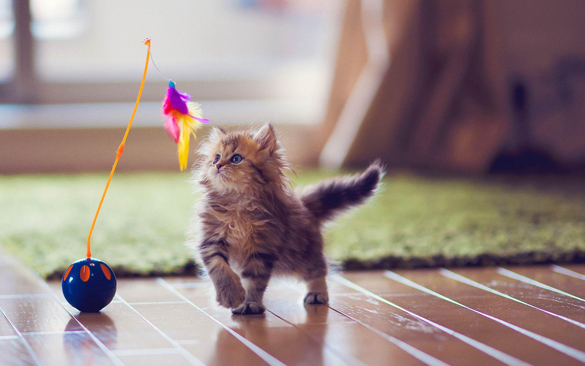 小奶猫看到我后吓得直接抱住了车轮,结果直接