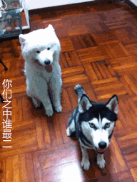 说哈士奇是最二的狗, 你们是没见过这些表情包, 二哈看完不得不服