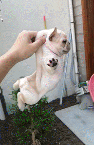 被人家的狗子在拍照的时候知道给一个超好的角度,并张开双臂配合主人