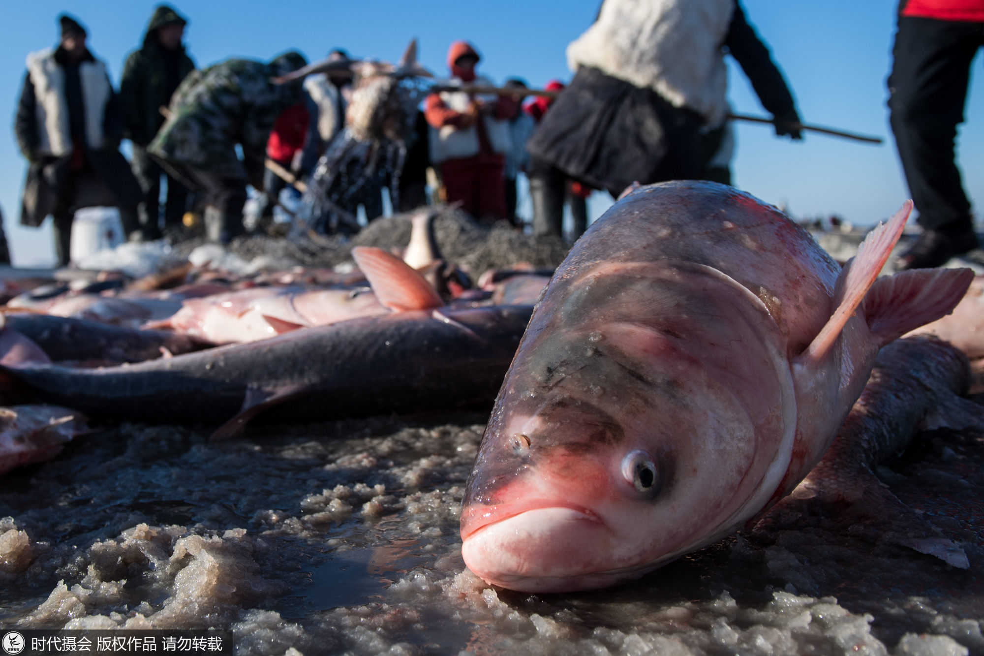 探秘查干湖壮观冬捕 看渔队如何将一网60万斤大鱼从冰下捞上岸