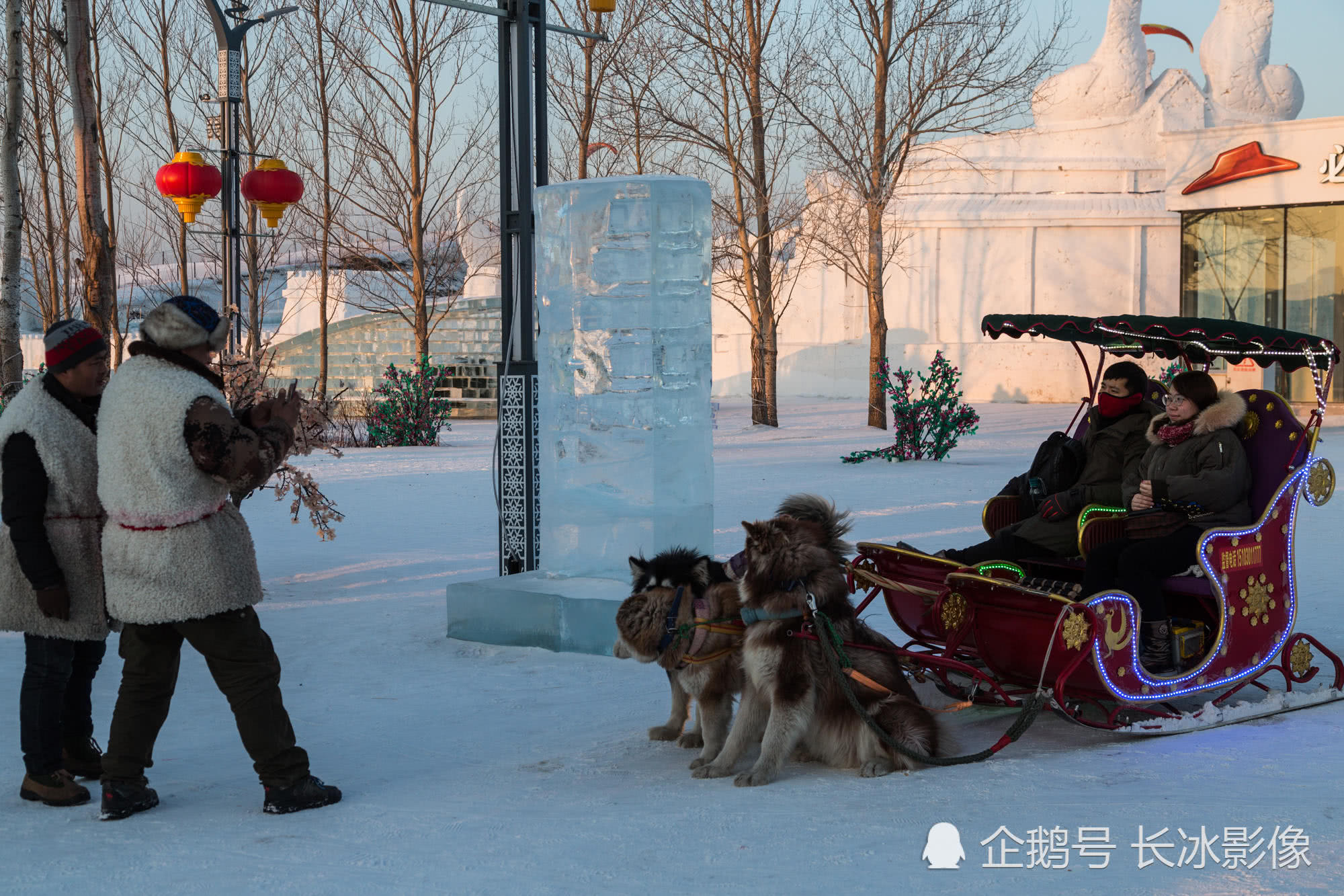 雪橇犬寒冬户外整天候客 50元体验狗拉爬犁数十米 狗主人出力更多