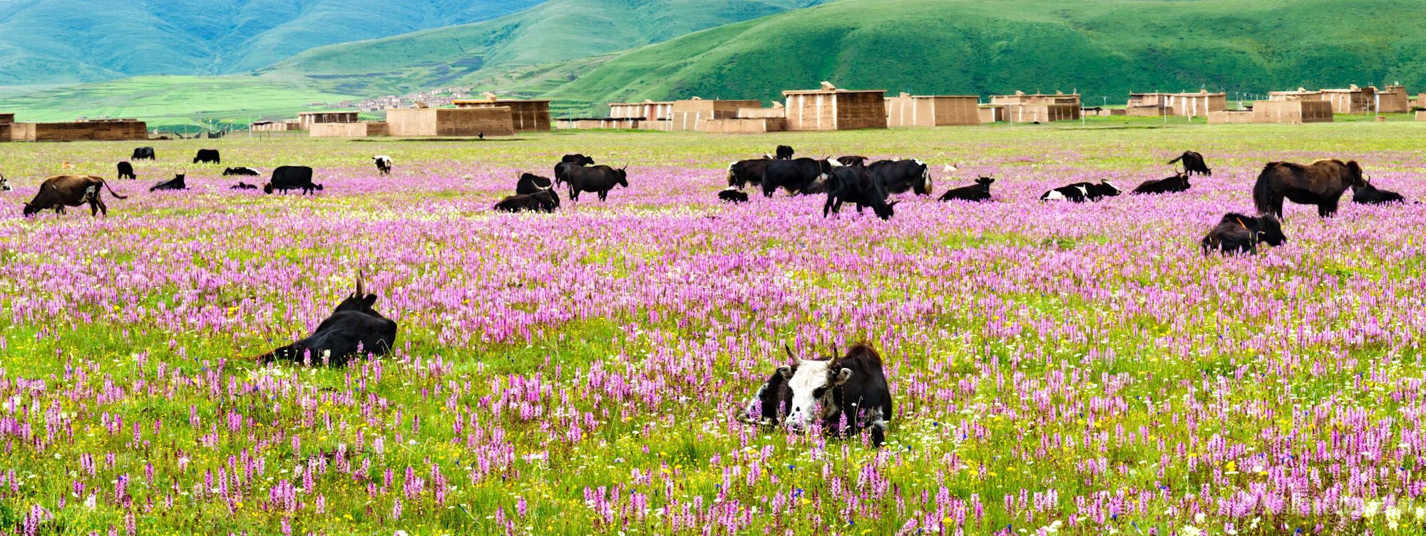 8月份去哪里旅游好 国内国外自有好去处