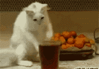 猫咪对柜子顶上的盒子很好奇,爬上去看