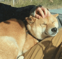 这一定是柴犬表情生涯里最可爱的一面了,没有之一!