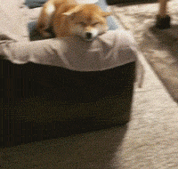 这一定是柴犬表情生涯里最可爱的一面了,没有之一!