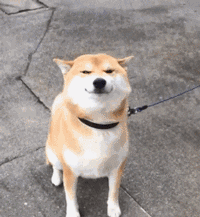 一只喜欢在窗的门缝中间晒太阳的狗狗柴犬,萌翻啦