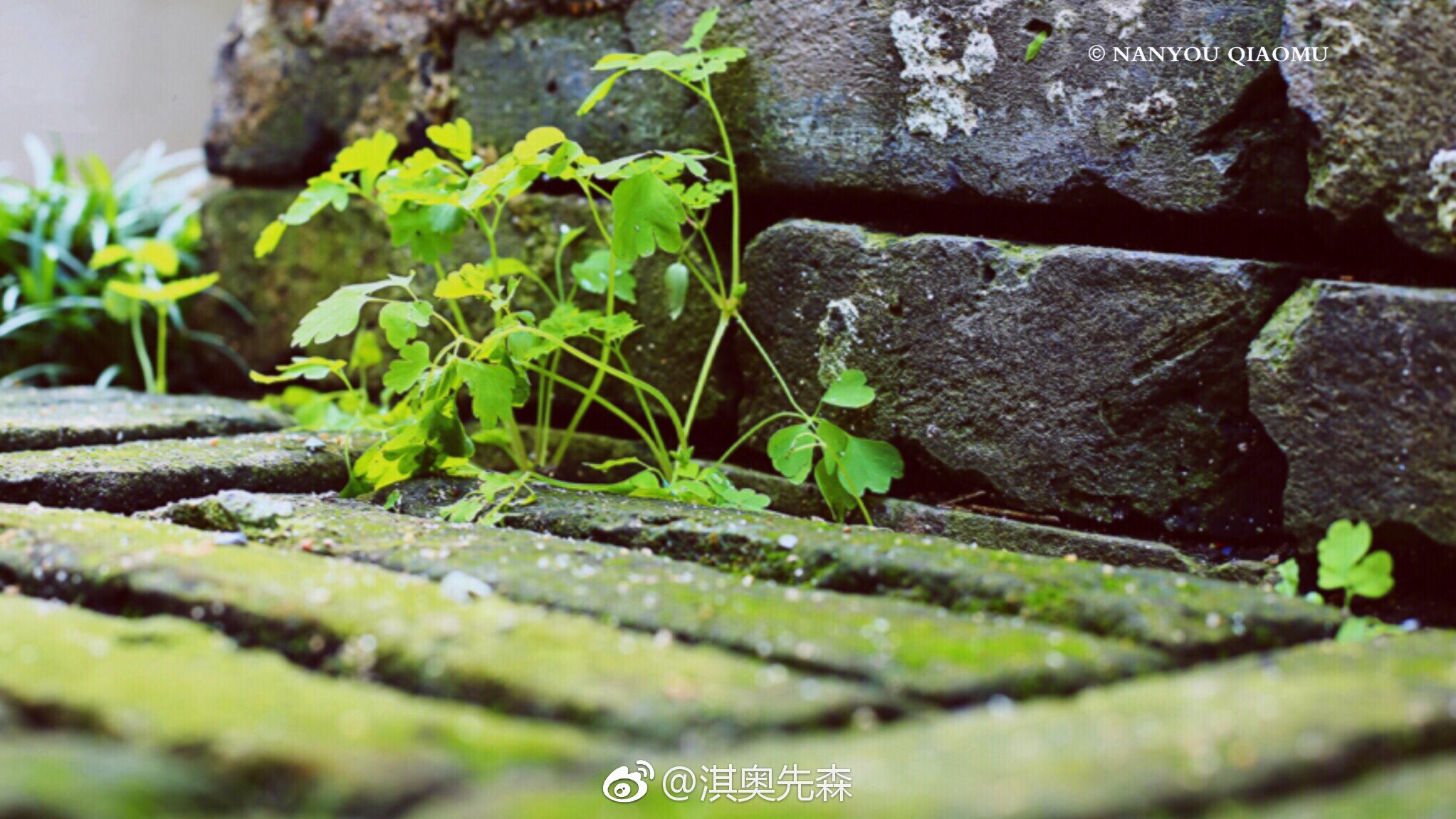 白日不到处,青春恰自来