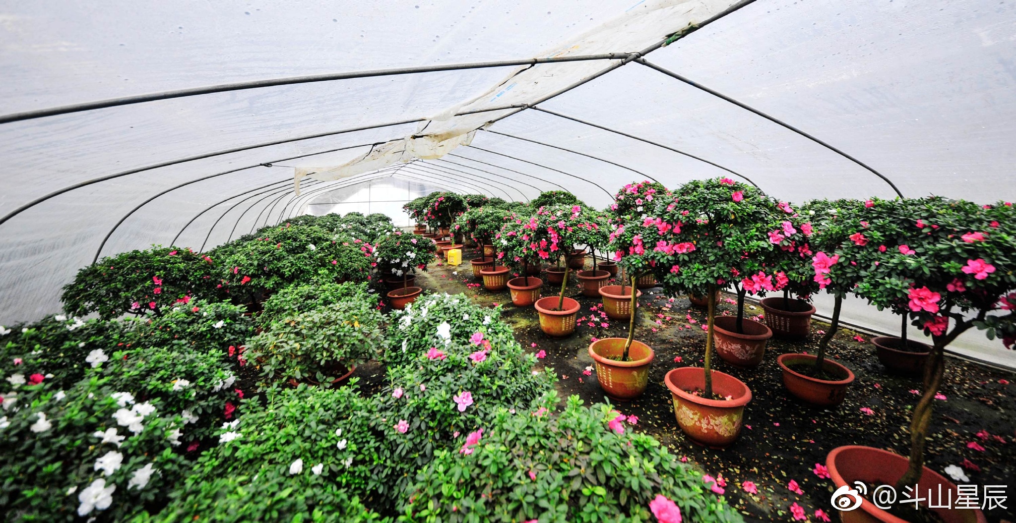 开始进入大寒节气,可无锡南青荡农业发展有限公司的杜鹃花种植基地